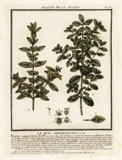 普通箱，Buxus sempervirens。 作者 未知艺术家
