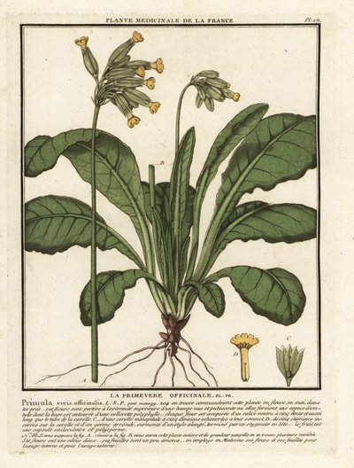 普通牛膝草或牛膝草报春花（Primula veris）。 作者 未知艺术家