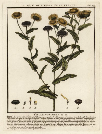 普通飞蓬，Pulicaria dysenterica。 作者 未知艺术家