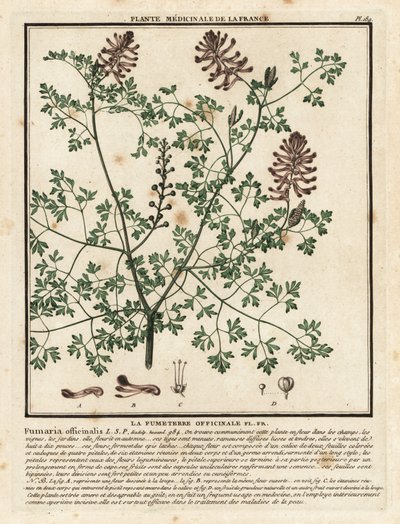 常见的fumitory，Fumaria officinalis。 作者 未知艺术家