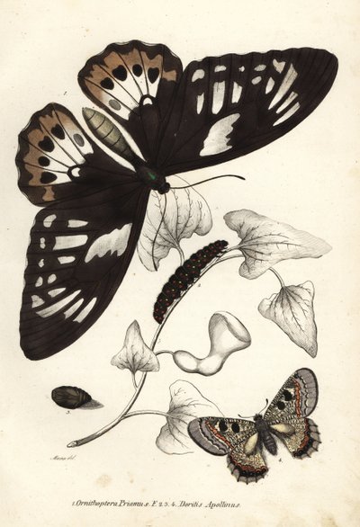 普通绿鸟蛉，Ornithoptera priamus，蝴蝶，毛虫和蛹，以及假阿波罗，Archon apollinus (Doritis apollinus)。Georg Friedrich Treitschke 的自然历史画廊，Naturhistorischer Bildersaal des Thi 的手工彩色石版画。 作者 未知艺术家