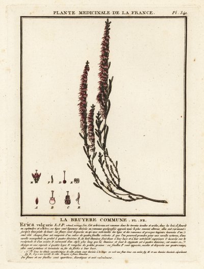 普通石南花，Calluna vulgaris。 作者 未知艺术家