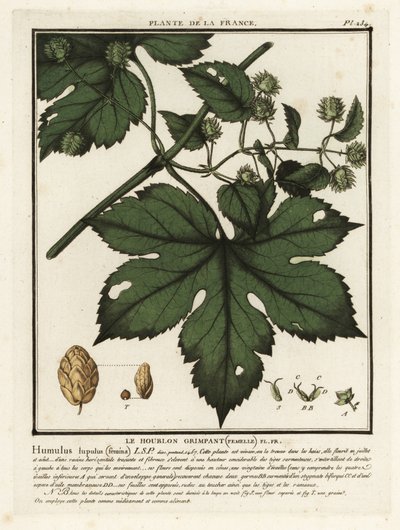 普通啤酒花，Humulus lupulus。 作者 未知艺术家