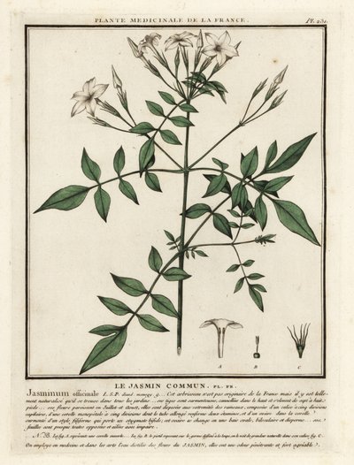 普通茉莉，Jasminum officinale。 作者 未知艺术家