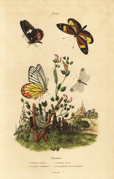 常见的Jezebel，Delias eucharis 1，牛心白，Arkonias brassolis 2，虎纹白，Dismorphia amphione 3，木白，Leptidea sinapis 4 作者 不明