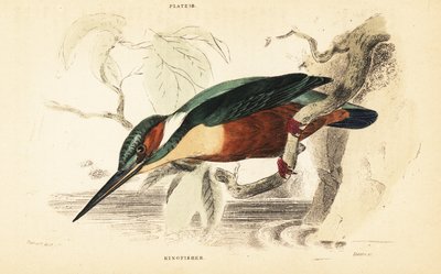 普通翠鸟，Alcedo atthis。 1889年（雕刻） 作者 未知艺术家