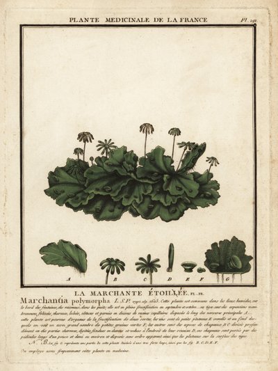 常见的肝草，Marchantia polymorpha。 作者 未知艺术家