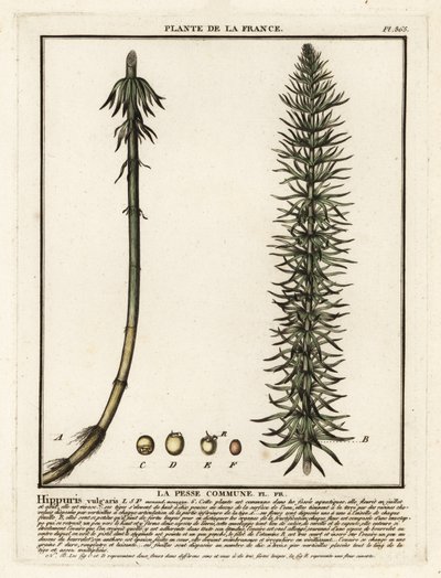 普通马尾（Hippuris vulgaris）。 作者 未知艺术家
