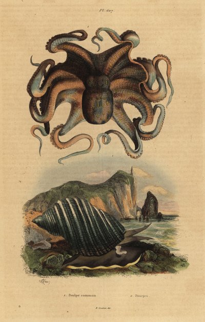 普通章鱼，Octopus vulgaris 1，和海蜗牛，Dicathais orbita 2 作者 不明