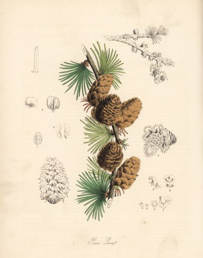 普通或欧洲落叶松--白色落叶松（Larix decidua (Larix europaea)），树叶、树枝和松果。C. Chabot 的手绘锌版画，由 M. A. Burnett 小姐根据她的 "Plantae Utiliores: or Illustrations of Useful Plants "绘制，Whittaker，伦敦 作者 未知艺术家