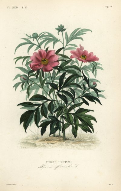 普通牡丹或花园牡丹、芍药、Pivoine officinale 作者 不明