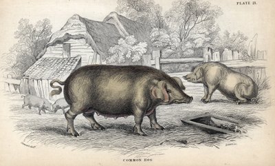 猪圈里的普通猪肉（Sus domestica）。威廉-利扎斯根据詹姆斯-斯图尔特的画作绘制的铜版画，发表在苏格兰爱丁堡由 W. H. 利扎斯编辑的《博物学家图书馆：哺乳动物、厚皮动物和四足动物》中。 作者 未知艺术家