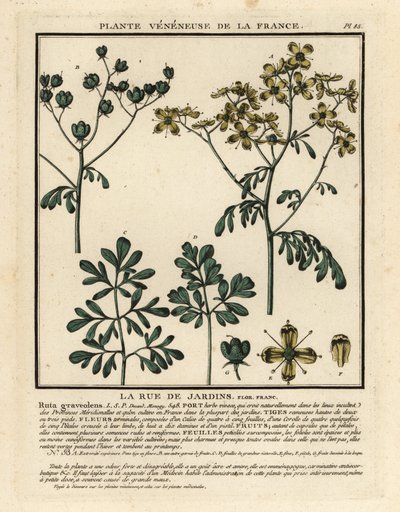 普通芸香，Ruta graveolens。 作者 未知艺术家