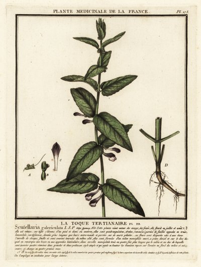 Common skullcap, Scuttelaria galericulata. 作者 未知艺术家