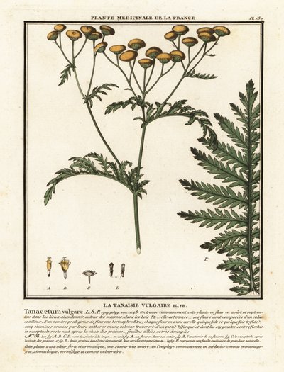 常见艾菊，Tanacetum vulgare。 作者 未知艺术家