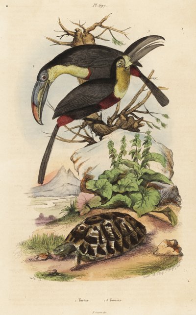 普通陆龟，Testudo graeca 1，硫胸巨嘴鸟，Ramphastossulfatus 2，和白喉巨嘴鸟，Ramphastos tucanus 3，Tortue，Toucans 作者 不明