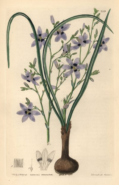 Conanthere - Conanthera trimaculata（三点积雪草，Cummingia trimaculata）。韦德尔根据埃德温-道尔顿-史密斯的手绘铜版画，选自约翰-林德利和罗伯特-斯威特的《观赏花圃和灌木丛》，G. 威利斯，伦敦 作者 未知艺术家