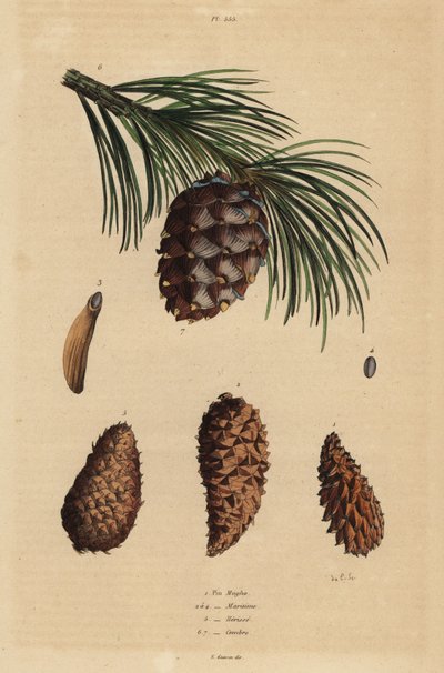 匍匐松的锥体，Pinus mugo 1，阿勒颇松，Pinus halepensis 2-4，松树，硬松 5 和瑞士松，Pinus cembra 6 作者 不明