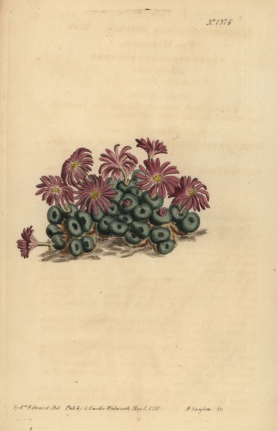 小无花果万寿菊(Conophytum minutum) 作者 不明