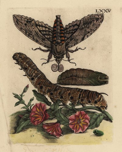 锥栗鹰蛾，Agrius convolvuli，毛虫和蛹与田间小草，Convolvulus arvensis LXXV 作者 不明
