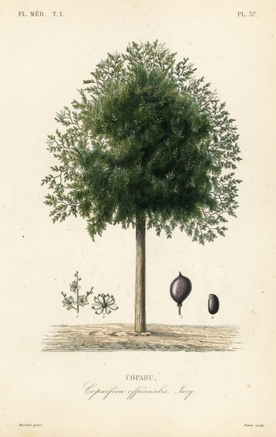 Copaiba tree, Copaifera officinalis, Copahu 作者 不明