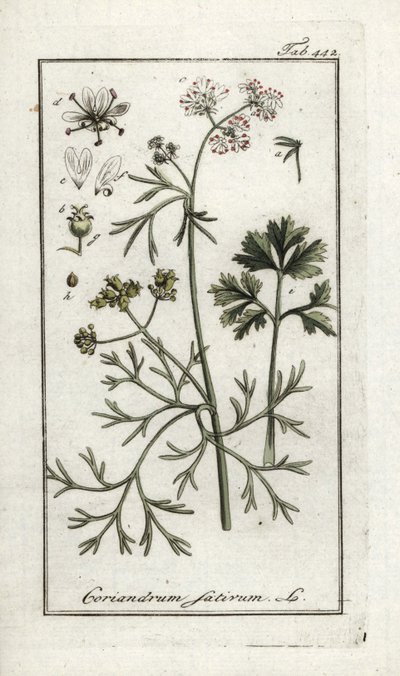 芫荽（Coriandrum sativum）。约翰内斯-佐恩（Johannes Zorn，1739-1799 年）"Afbeelding der Artseny-Gewassen "中的石版画，荷兰 作者 未知艺术家