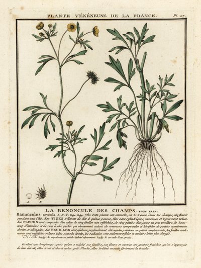 玉米毛茛，Ranunculus arvensis。 作者 未知艺术家