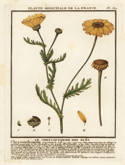 玉米万寿菊，Glebionis segetum。 作者 未知艺术家