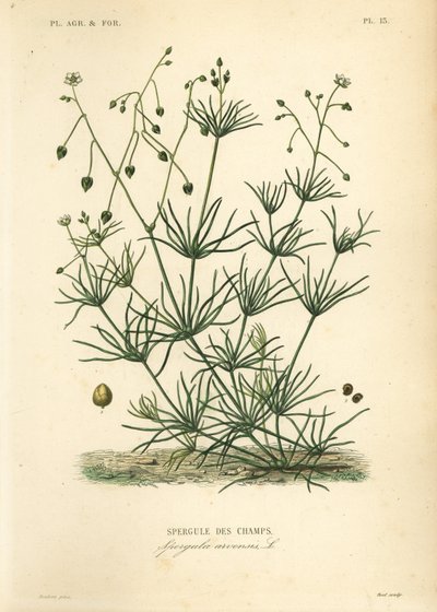 玉米草，Spergula arvensis，田间芦笋 作者 不明