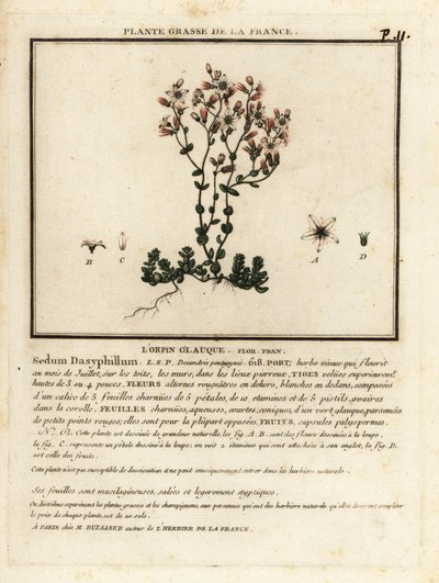 科西嘉石竹，Sedum dasyphyllum。 作者 未知艺术家