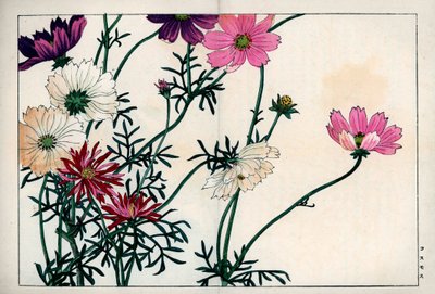 从白色到粉色不同颜色的波斯菊品种。波斯菊，双瓣波斯菊。谷上弘南的《西洋花草图册：秋冬》中的手绘木版画，京都云索堂 作者 未知艺术家