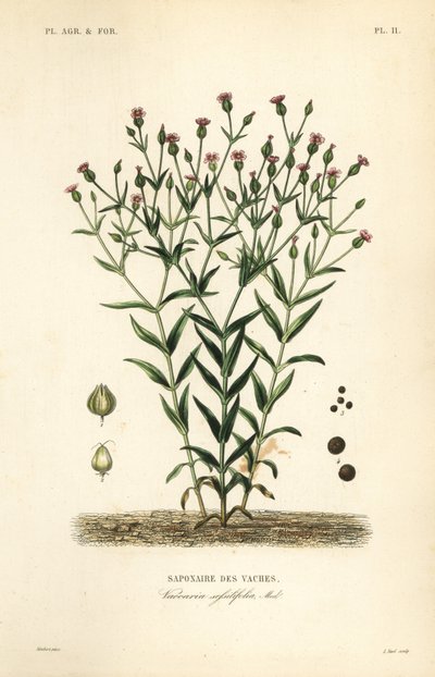 Cowherb, Vaccaria hispanica, Vaccaria sessilifolia, Saponaire des Vaches 作者 不明