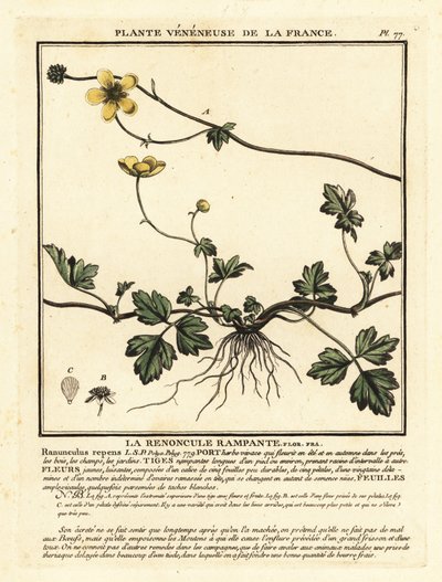 匍匐毛茛，Ranunculus repens。 作者 未知艺术家
