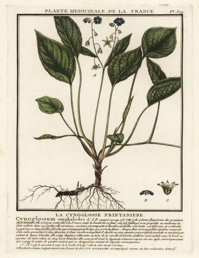 匍匐脐草，Omphalodes verna。 作者 未知艺术家