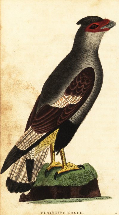 凤头狞猫，Caracara plancus.1800年（雕刻） 作者 未知艺术家