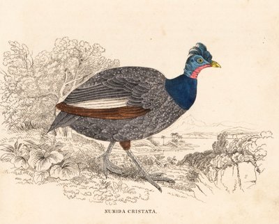 凤头鸠，Guttera pucherani (Numida cristata)。Georg Friedrich Treitschke 的自然历史画廊（位于 Liepzig 的 Naturhistorischer Bildersaal des Thierreiches）中的手绘钢版画。 作者 未知艺术家