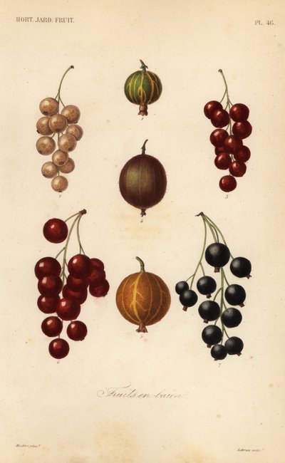 Currants and berries, fruits en baies 作者 不明