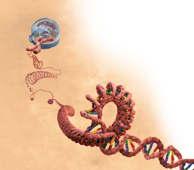 DNA 包括双螺旋、染色体、细胞 作者 未知艺术家
