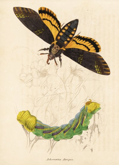 死头鹰蛾，Acherontia atropos。Georg Friedrich Treitschke 的自然历史画廊，Naturhistorischer Bildersaal des Thierreiches，Liepzig-1842。 作者 未知艺术家