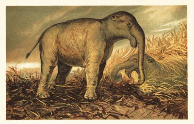 恐象 (Deinotherium giganteum)，大型史前近亲，现代 1908 年（石版画） 作者 未知艺术家
