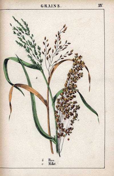 谷物描述：大米和小米。Chromolithographie in "Recueil d