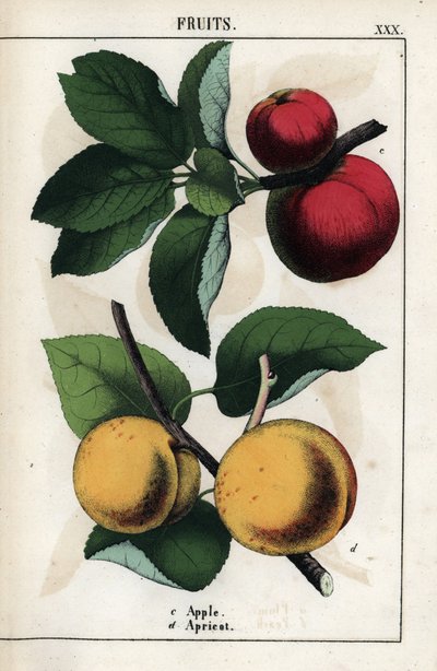 水果描述：红苹果和杏。Chromolithographie in "Recueil d