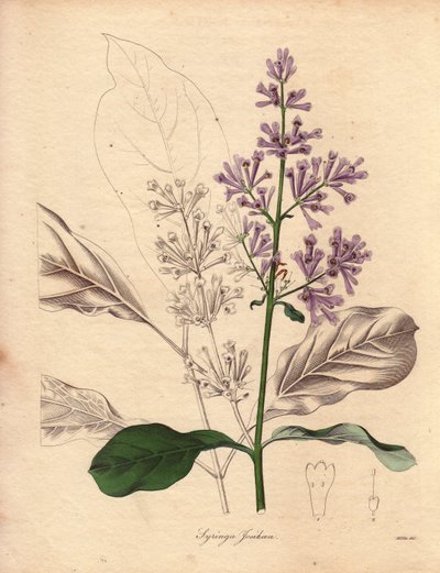 描述原产于中欧和东欧的匈牙利丁香（Syringa josikaea）。R.米尔斯小姐（1836-1842 年活跃）在《植物学家》上绘制的插图，《植物学家》系列由本杰明-莫德（Benjamin Maund）编著，共五卷，1836 年至 1842 年间出版。该作品闻名遐迩 作者 未知艺术家