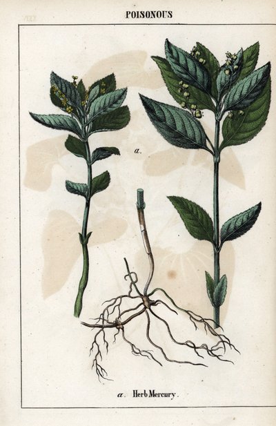 介绍一年生丝光草、植物花、果实和根茎。 作者 未知艺术家