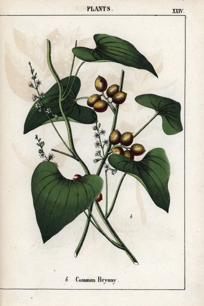 描述常见的白头翁（Bryonia alba）及其金色浆果。Chromolithographie in "Recueil d
