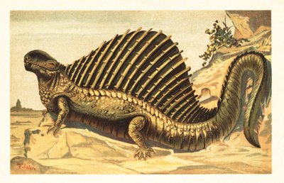异齿龙及其独特的神经脊柱在其上航行 1908（石版画） 作者 未知艺术家