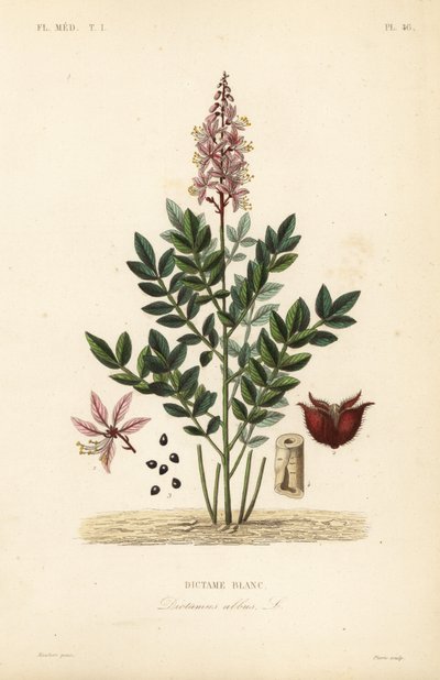 Dittany, Dictamnus albus, Dictame blanc 作者 Unbekannt
