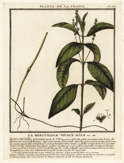 狗汞，Mercurialis perennis。 作者 未知艺术家