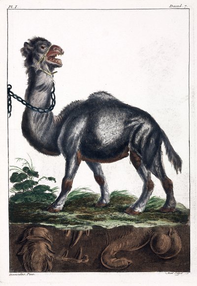 Dromedary 作者 不明