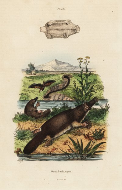 鸭嘴兽，Ornithorhynchus anatinus 作者 不明